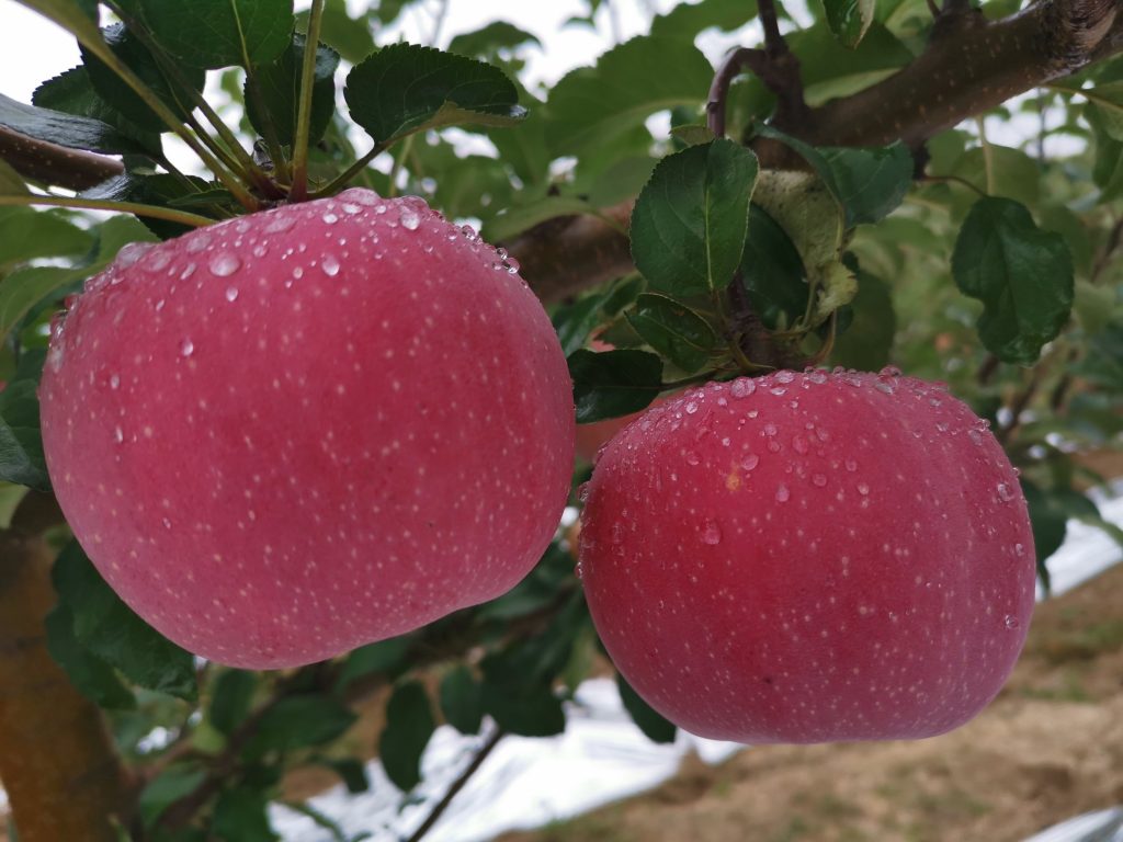 地道的安塞美食有哪些